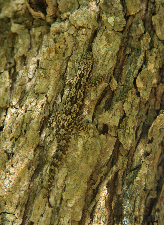 Hemidactylus platyurus [320 mm, 1/320 Sek. bei f / 7.1, ISO 3200]